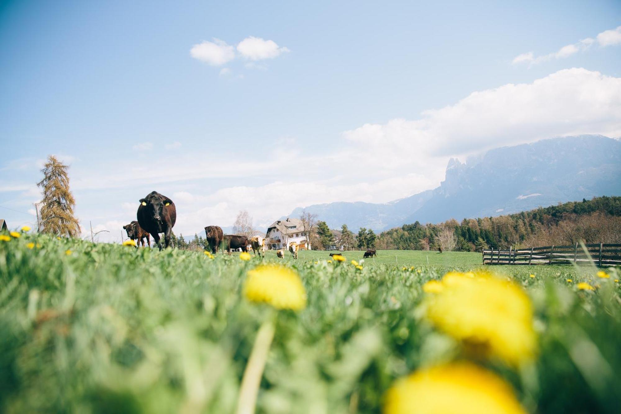 Alpin Farm Linde - Oberweidacherhof Collalbo Bagian luar foto