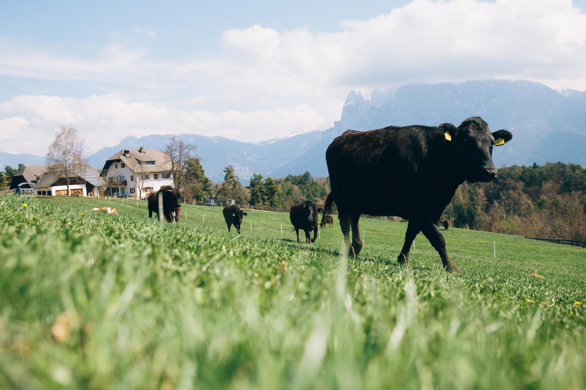 Alpin Farm Linde - Oberweidacherhof Collalbo Bagian luar foto